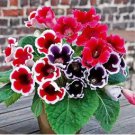 Mixed Color Gloxinia Flowers Rare Flower Plants 400 Seeds