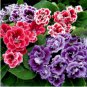 Mixed Color Gloxinia Flowers Rare Flower Plants 400 Seeds