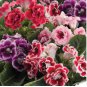 Mixed Color Gloxinia Flowers Rare Flower Plants 400 Seeds