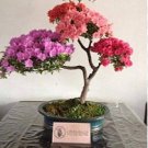 japonesas azalea bonsái rododendro azalea 200 Seeds