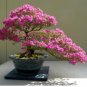 japonesas azalea bonsái rododendro azalea 200 Seeds