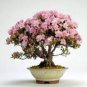 japonesas azalea bonsái rododendro azalea 200 Seeds
