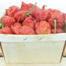 mixtas al azar Carolina Reaper 1000 Seeds