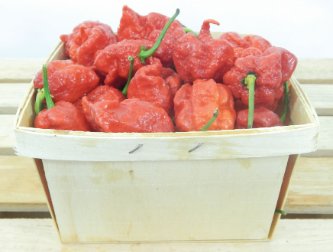 mixtas al azar Carolina Reaper 1000 Seeds