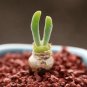 Lithops Monilaria Obconica Bonsai 200 Seeds