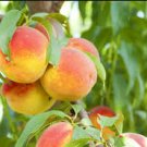 Garden Dwarf Bonanza Peaches 20 Seeds