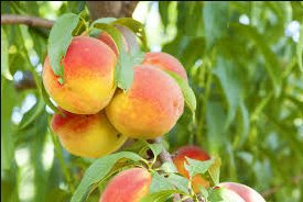 Garden Dwarf Bonanza Peaches 20 Seeds
