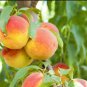Garden Dwarf Bonanza Peaches 20 Seeds