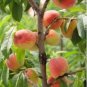 Garden Dwarf Bonanza Peaches 20 Seeds