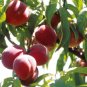 Garden Dwarf Bonanza Peaches 20 Seeds