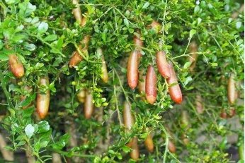 Novel Finger Limes Citrus Pomegranate Bonsai Delicious Sweet Fruit Bonsai 40 Seeds
