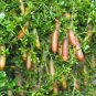 Novel Finger Limes Citrus Pomegranate Bonsai Delicious Sweet Fruit Bonsai 40 Seeds