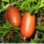 Novel Finger Limes Citrus Pomegranate Bonsai Delicious Sweet Fruit Bonsai 40 Seeds