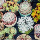 Rare Succulents Bonsai Mix Plant Lithops Flower Cactus Garden Plants 200 Seeds