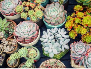 Rare Succulents Bonsai Mix Plant Lithops Flower Cactus Garden Plants 200 Seeds