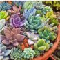 Rare Succulents Bonsai Mix Plant Lithops Flower Cactus Garden Plants 200 Seeds