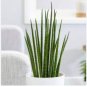 Mixed Sansevieria Trifasciata Bonsai Potted Balcony Office 400 Seeds