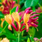 Honeysuckle Vine Plants Naturally Grown Rare Flower Plants Bonsai 200 Seeds