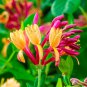 Honeysuckle Vine Plants Naturally Grown Rare Flower Plants Bonsai 200 Seeds