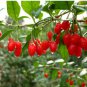 Ning Xia Goji Berry Wolfberry Red Fruit Se eed Plant Beauty Tea 200 Seeds