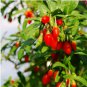 Ning Xia Goji Berry Wolfberry Red Fruit Se eed Plant Beauty Tea 200 Seeds