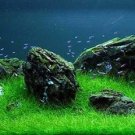 Moss Live Aquatic Plants Aquarium Water Grass Bonsai Flower 400 Seeds