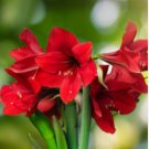 Amaryllis Bonsai Pots Hippeastrum Flowers for Home and Garden Lilies 200 Seeds