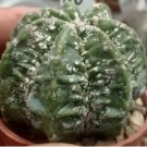 Rare Mixed Lithops Plants 24 Kinds Cactus Plants Organic Garden Succulents Bonsai 200 Seeds