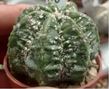Rare Mixed Lithops Plants 24 Kinds Cactus Plants Organic Garden Succulents Bonsai 200 Seeds