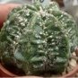 Rare Mixed Lithops Plants 24 Kinds Cactus Plants Organic Garden Succulents Bonsai 200 Seeds