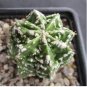 Rare Mixed Lithops Plants 24 Kinds Cactus Plants Organic Garden Succulents Bonsai 200 Seeds