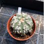 Rare Mixed Lithops Plants 24 Kinds Cactus Plants Organic Garden Succulents Bonsai 200 Seeds