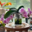 Hydroponic Orchid Bonsai Indoor Flower Plants 200 Seeds