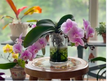 Hydroponic Orchid Bonsai Indoor Flower Plants 200 Seeds