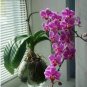 Hydroponic Orchid Bonsai Indoor Flower Plants 200 Seeds