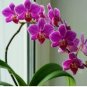 Hydroponic Orchid Bonsai Indoor Flower Plants 200 Seeds