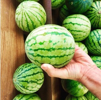 Lazy Melon King Watermelon Bonsai red Meat Garden Balcony Potted Fruit 60 Seeds