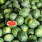Lazy Melon King Watermelon Bonsai red Meat Garden Balcony Potted Fruit 60 Seeds