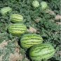 Lazy Melon King Watermelon Bonsai red Meat Garden Balcony Potted Fruit 60 Seeds