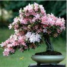Japanese Azalea Rhododendron Azalea Flower 200 Seeds