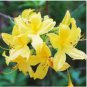 Japanese Azalea Rhododendron Azalea Flower Tree Cover Flower 100 Seeds