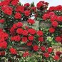 Climbing Rose Bonsai Perennial Flower Garden Decoration 200 Seeds
