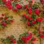 Climbing Rose Bonsai Perennial Flower Garden Decoration 200 Seeds