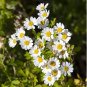 Rare Hierloom Pyrethrum Daisy a natural insect deterrent 200 Seeds