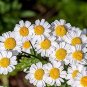 Rare Hierloom Pyrethrum Daisy a natural insect deterrent 200 Seeds