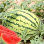 Lazy Melon King Watermelon Bonsai red Meat Garden Balcony Potted Vegetables 40 Seeds