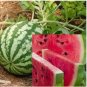 Lazy Melon King Watermelon Bonsai red Meat Garden Balcony Potted Vegetables 40 Seeds