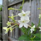 Nicotiana Alata 400 Seeds