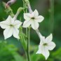 Nicotiana Alata 400 Seeds