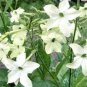 Nicotiana Alata 400 Seeds
